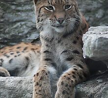 Sweetness by Kathy Newton