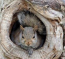 The Agency Finally Sent Over A Squirrel I Could Work With by Gary Fairhead
