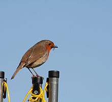 Robin with a fly by Teuchter