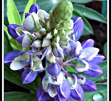 Raindrops on Baby Blue Lupin by BlueMoonRose