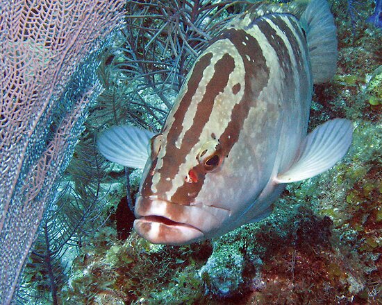 Nassau Grouper & Sea Fan by A.M. Ruttle Nassau Grouper & Sea Fan by A.M. Ruttle
