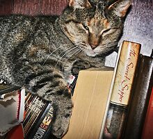 The Well Read Cat by Nadya Johnson