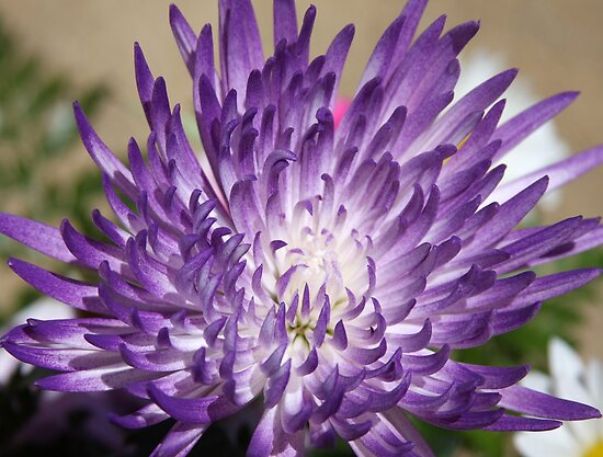 purple mum flower