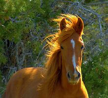 Kissed By The Sun by Jeanne Nations