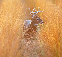 White-Tailed Buck at Sunset by Wayne Hughes