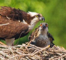 An Osprey Feeding a Chick by Wayne Hughes