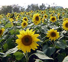 sunflower patch by Dan Chang