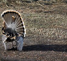 Just Me and My Shadow, Wild Turkey Style by A.M. Ruttle