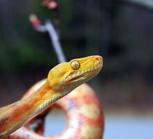 Slither by Reptilefreak