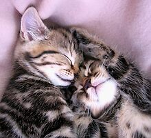 In the land of nod by hjaynefoster