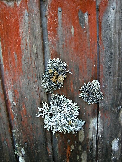 Lichen On Walls