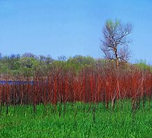 Nelson Lake Marsh by Brian Gaynor