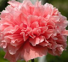 Crepe Alias by Kath Whitchurch