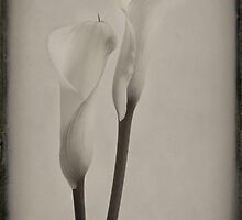 Have you seen the bright lily grow? by inkedsandra