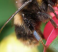 Isn't this just the bees knees.... by Elaine Game
