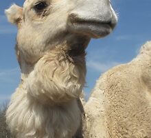 Camel-Gentry Zoo, Arkansas by llc2010