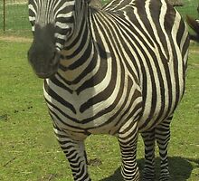 Zebra- Gentry Zoo, Arkansas by llc2010