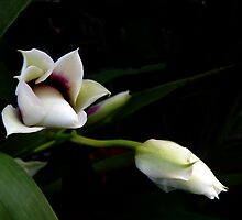 The Promise by Ineke-2010