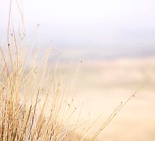 Untitled by Carl Gaynor