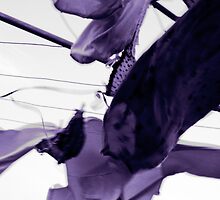 Smalls in the Wind by LouJay