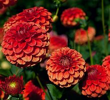 Red and Orange Dahlias against Foliage Background by Stacey Lynn Payne