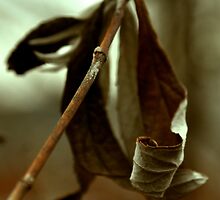 The age of a season by Dylan Rigter