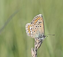 Silver-studded Blue, Plebejus argus by pogomcl