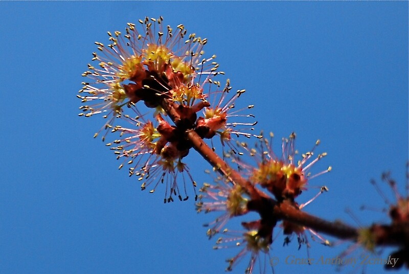 "Silver Maple Leaf Buds" by GraceNotes Redbubble