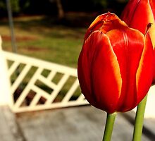 Tulip kisses by Chelsea Fox