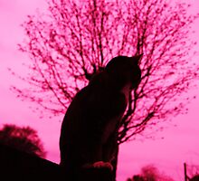 Pink dreams, yet only 9 lives by Sophie MacLeod