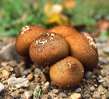 Fuzzy round things! I guess. by Phil Campus