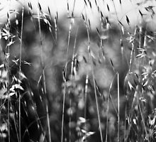 Hitchhikers by belleshaw