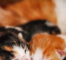 Sleeping Siblings by lisabella