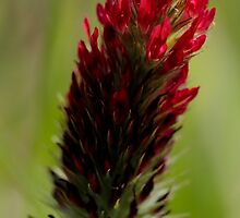 Red Clover by Ian Sanders
