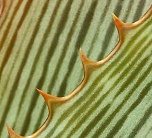 Aloe stripes by Etwin