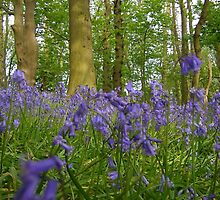 bluebells II by uncleblack