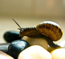 Snail #5 by Trevor Kersley