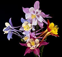 Columbine Medley by Gary Lengyel