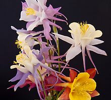 Columbine Medley II by Gary Lengyel