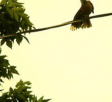 Preening by eleveneleven