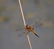 Four Spotted Chaser by dougie1page2