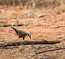 Grey-crowned Babbler by EnviroKey