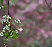 In the Pink by Robin Webster