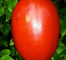 NON-Edible Red Passionfruit by D. D.AMO