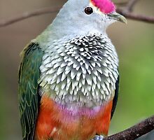 Rose-crowned Fruit Dove by EnviroKey