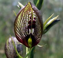 Tartan Tongue Orchid by EnviroKey