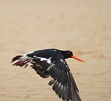 Pied Oystercatcher - In flight by EnviroKey