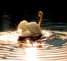 Life ripples in peace and ends in peace by Brian Bo Mei