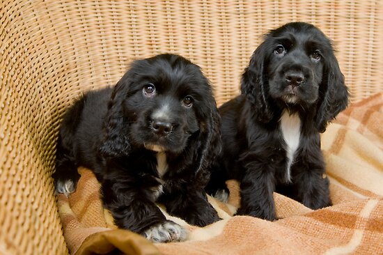 Black Spaniel Puppies