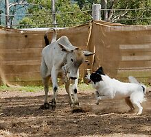 Patch in action at the cattle dog trials Widgee Qld by eagleyeimages